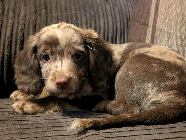 Alice - Female Cocker Spaniel