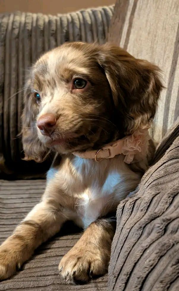 Cocker Spaniel puppy Golden Red 8 weeks