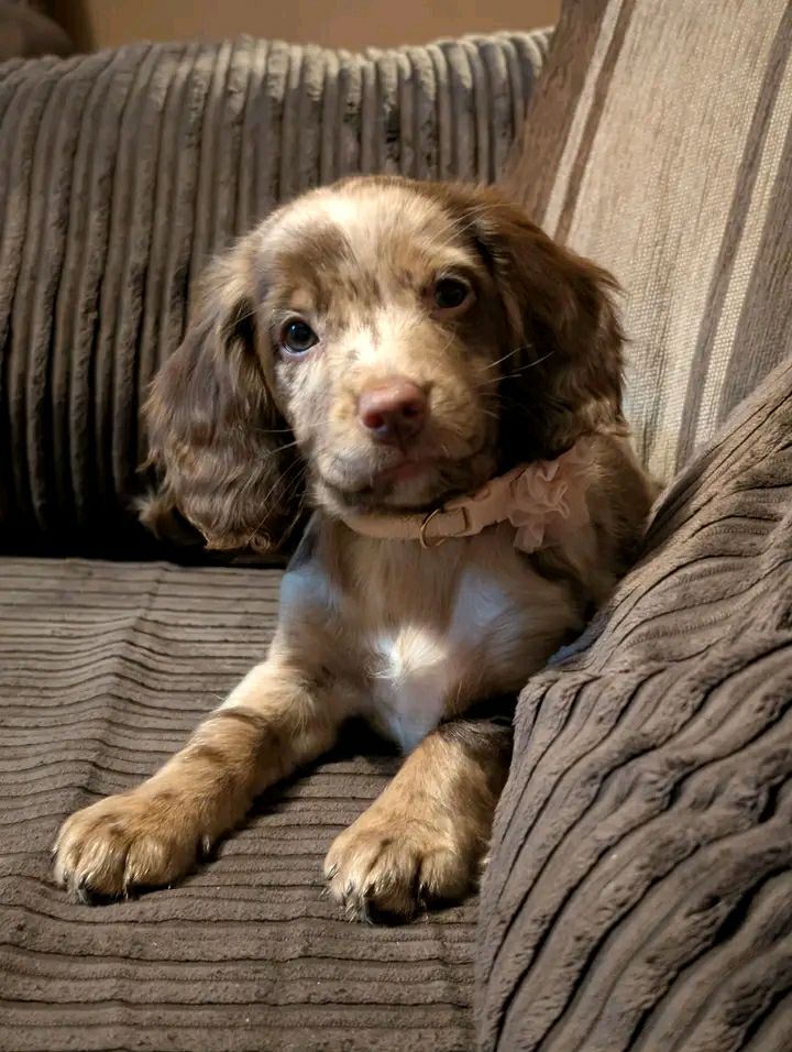 Cocker Spaniel puppy Golden Red 8 weeks