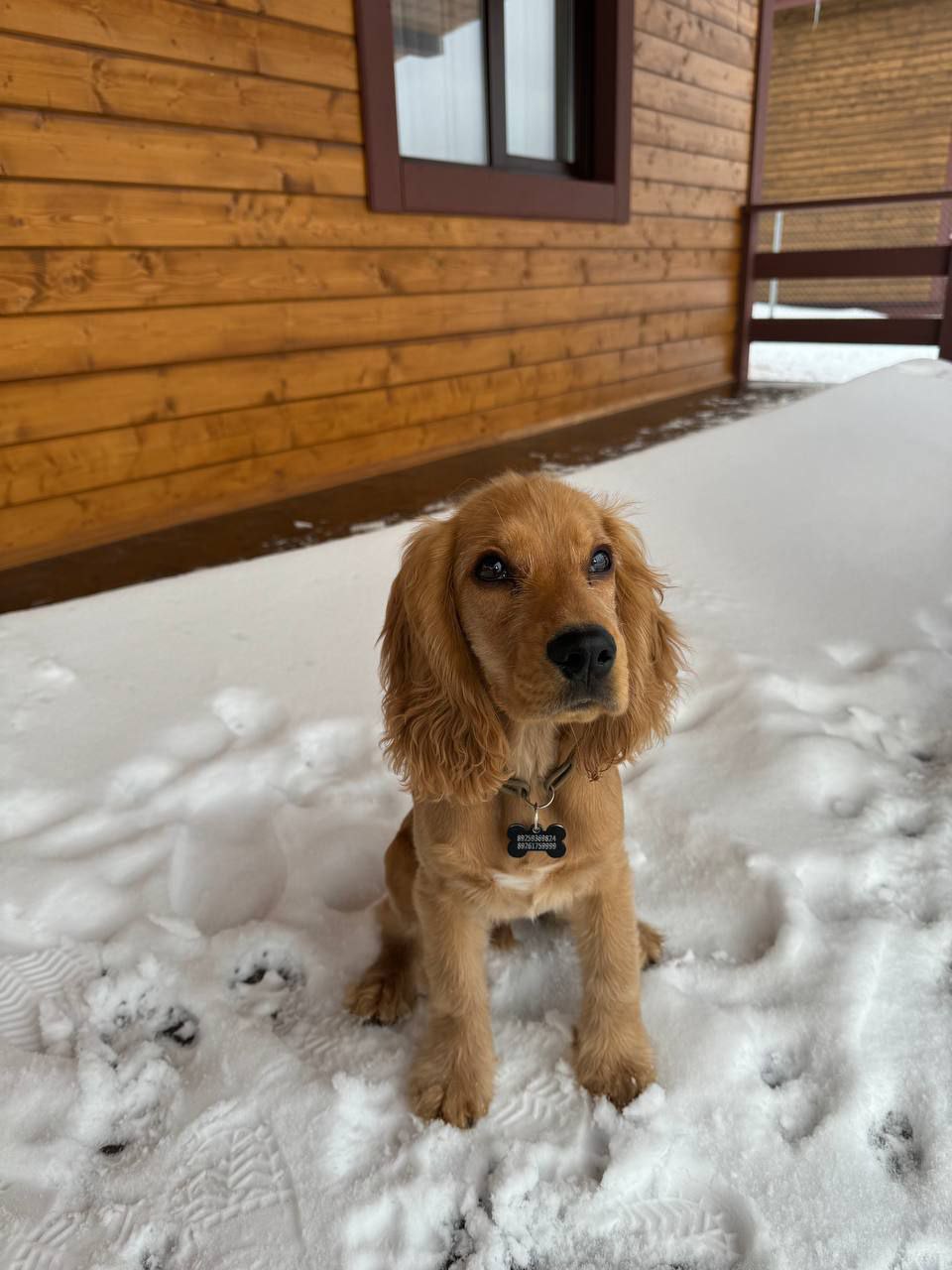 Archie - Male Cocker Spaniel