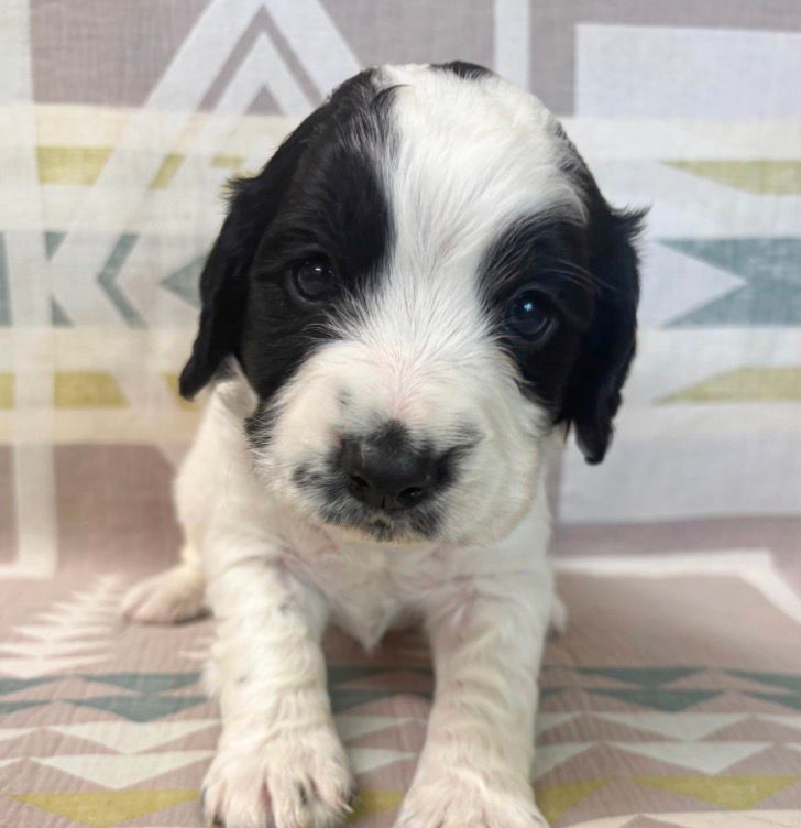 Greg - Male Cocker Spaniel