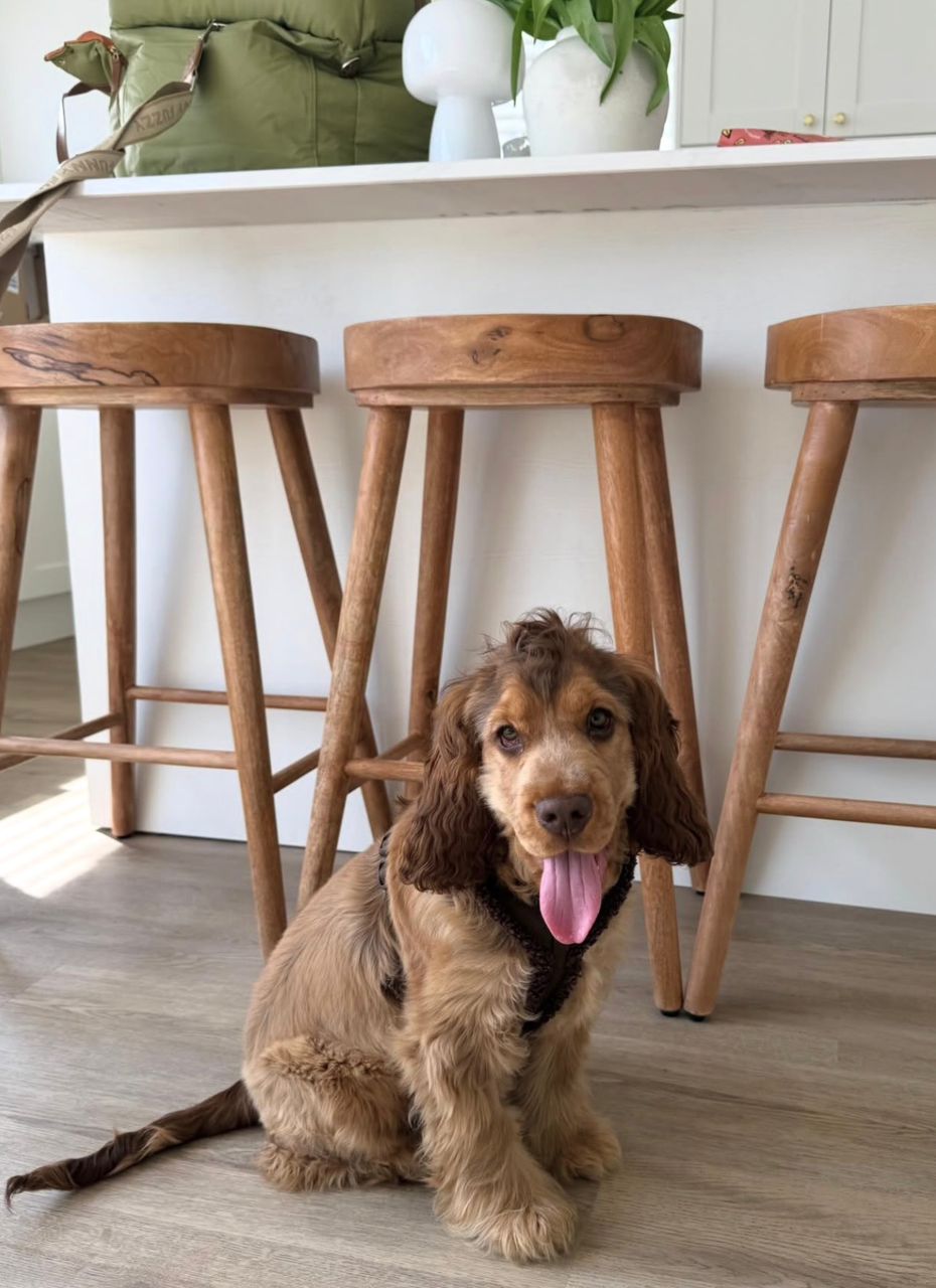 Jasper - Male Cocker Spaniel