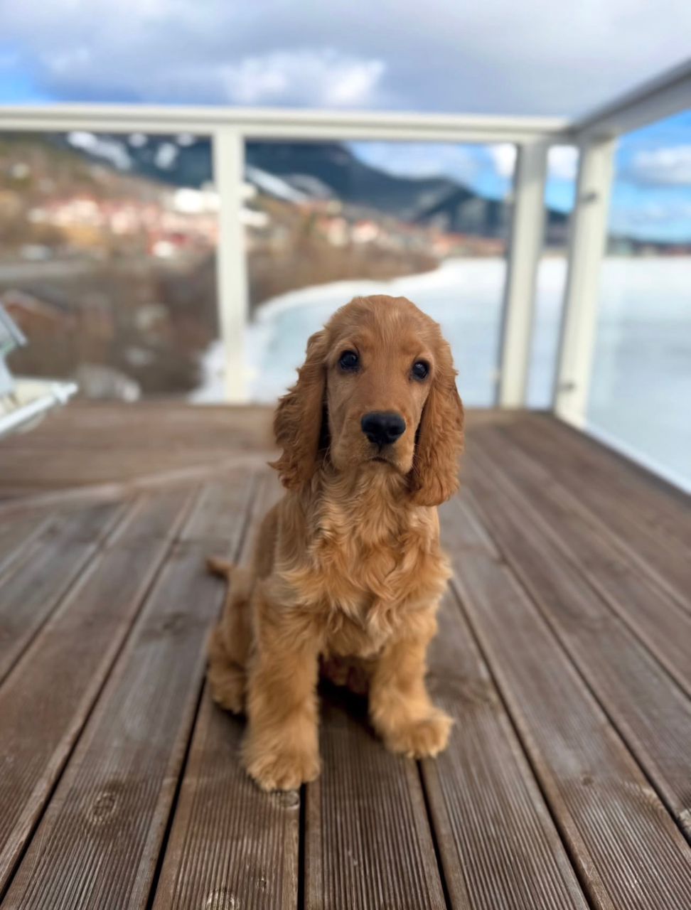 Lilo - Female Cocker Spaniel