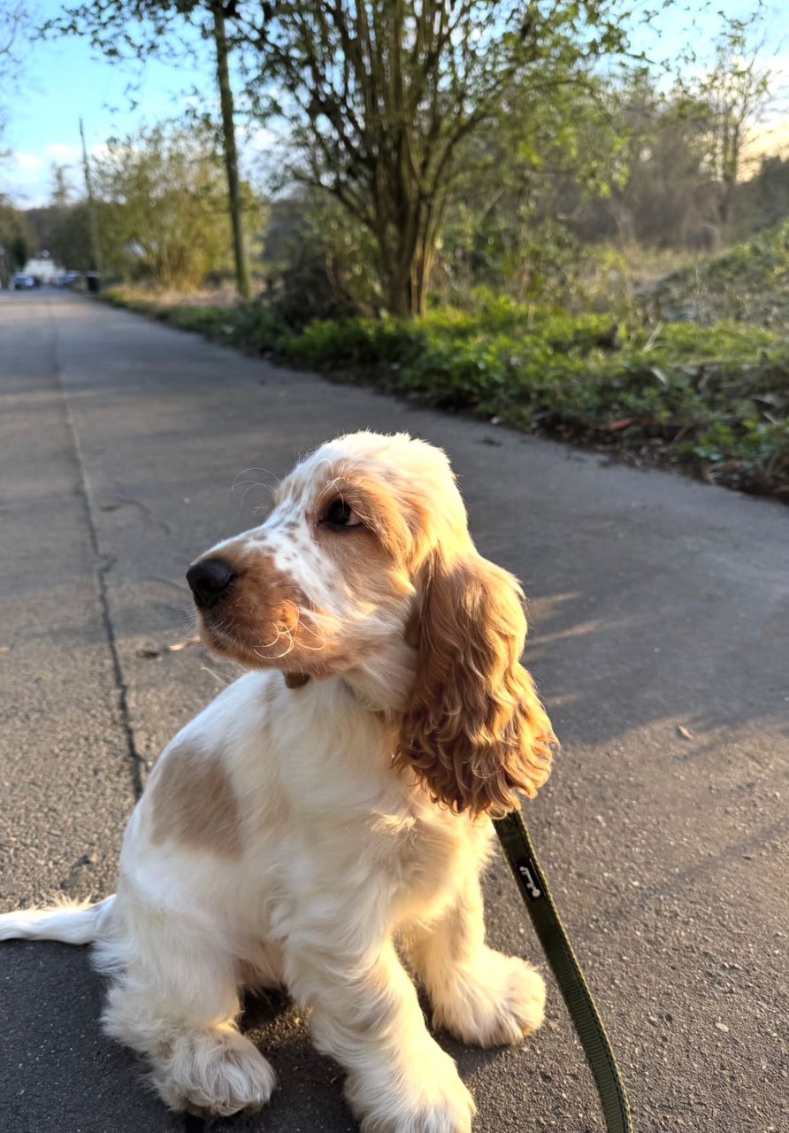 Mabel - Female Cocker Spaniel