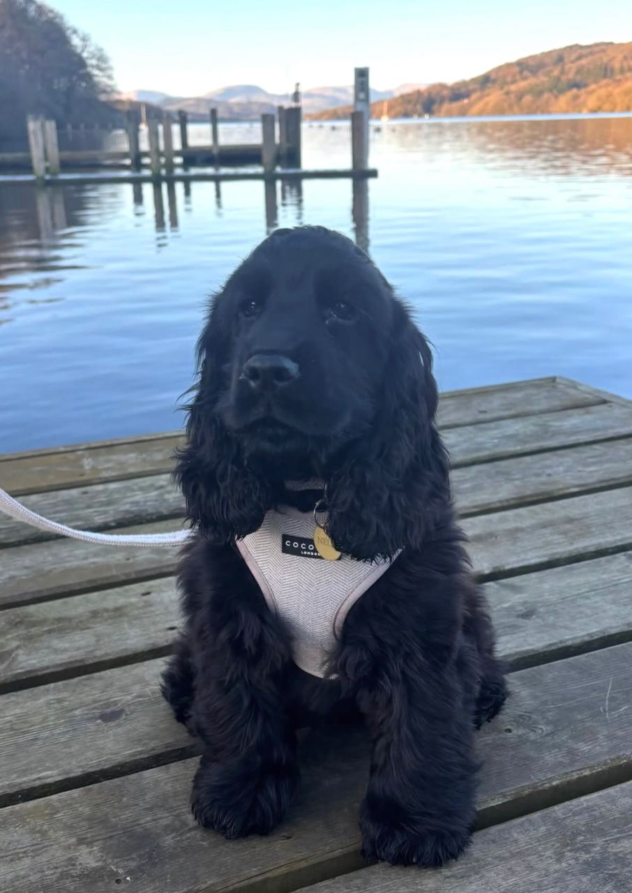 Max - Male Cocker Spaniel